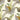 Woodwardia Wallpaper - Brillig & Borogove | Decorative Antiques & Wallpapers