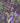 Purple Haze Wallpaper - Brillig & Borogove | Fine Interiors